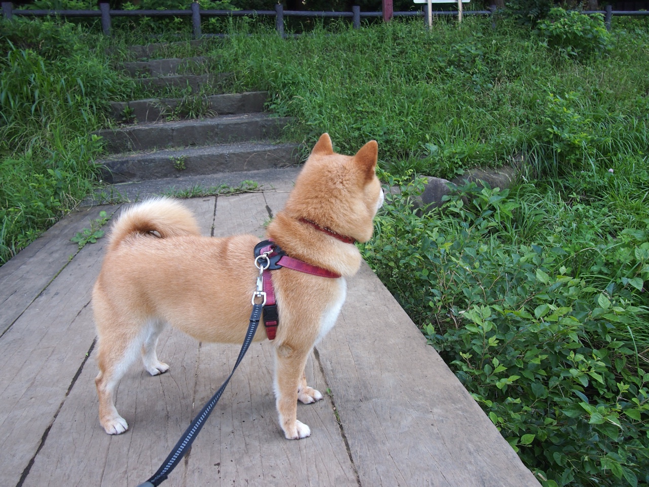 青少年参与动机提升，青少年动机式访谈