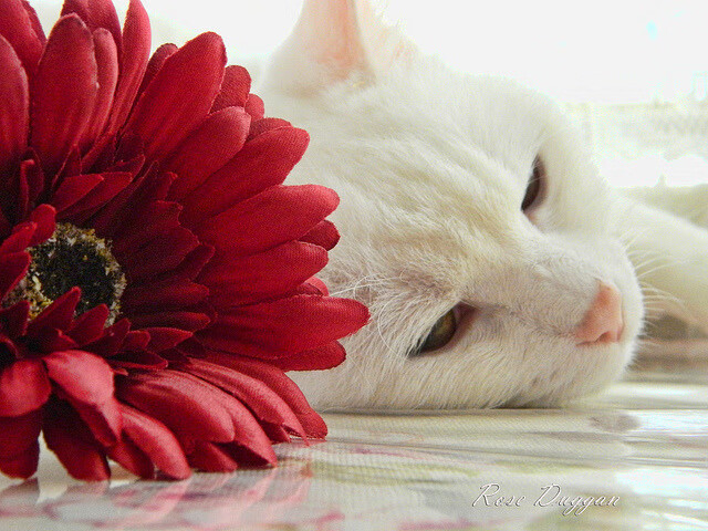 “室内福乐球,冠军之争悬念重重!”