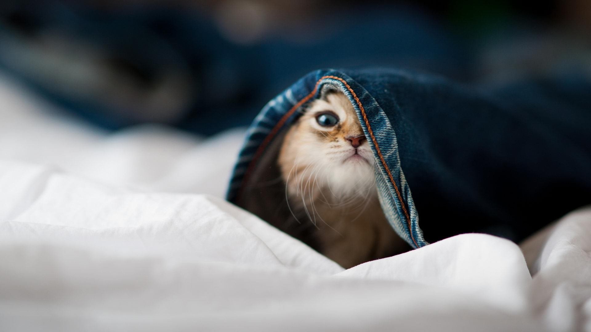 中国女篮打造快速反击体系，中国女篮逆转