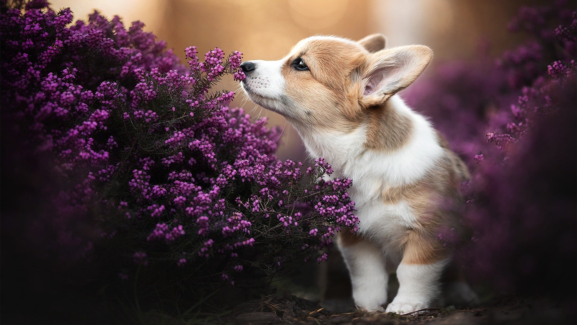 主帅换人反超时机把握对球队士气的即时影响，主帅更迭、失去最佳拍档