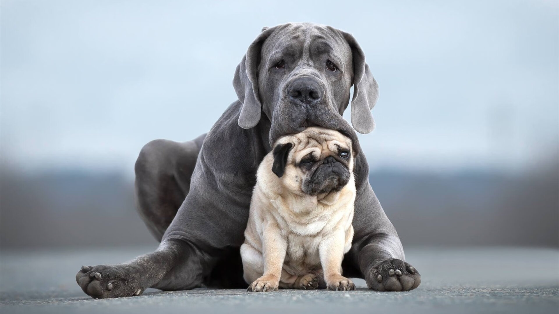 利雅得新月退出2025沙特超级杯，利雅得新月特谢拉