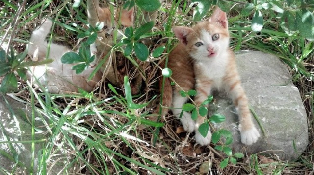 国家队体能训练为何难跟国际接轨,国家队体能训练为何难跟国际接轨呢