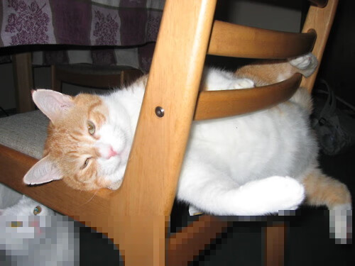 女子200蝶划水效率趋势：中选手更稳健，女子200m蝶泳决赛