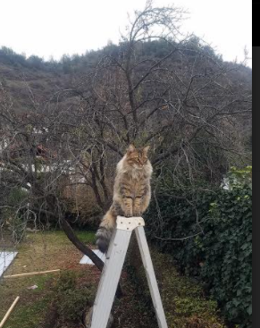 快节奏体系中替补球员是否拥有更多表现机会