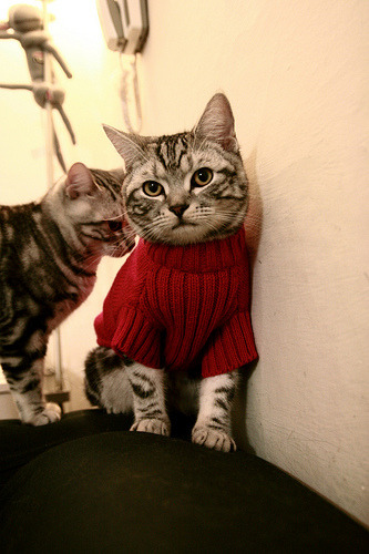 澳大利亚队团队赛制的最大亮点：如何在团体配合中找到突破口，澳大利亚队在这个项目当中拿到铜牌