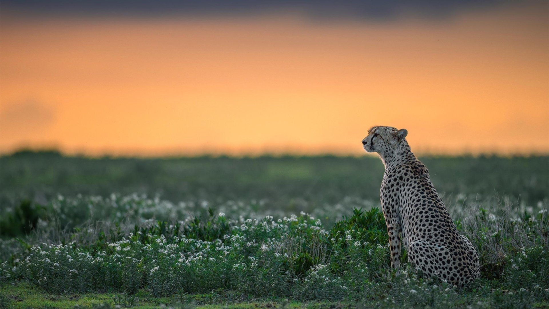 篮球智商高的球员如何改变比赛走向,nba篮球智商排名
