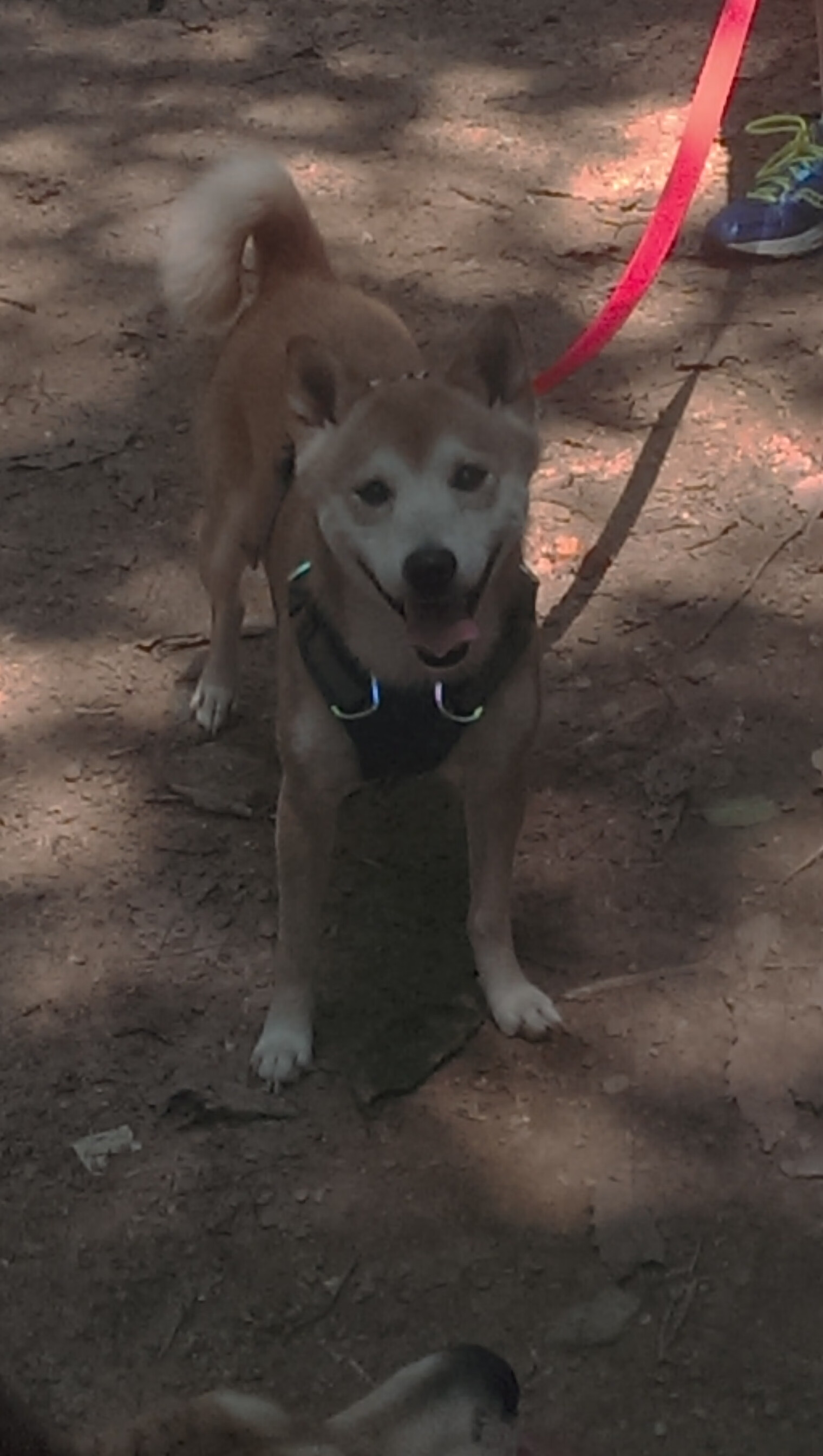 中国男篮在世界杯预选赛中大胜,提前晋级