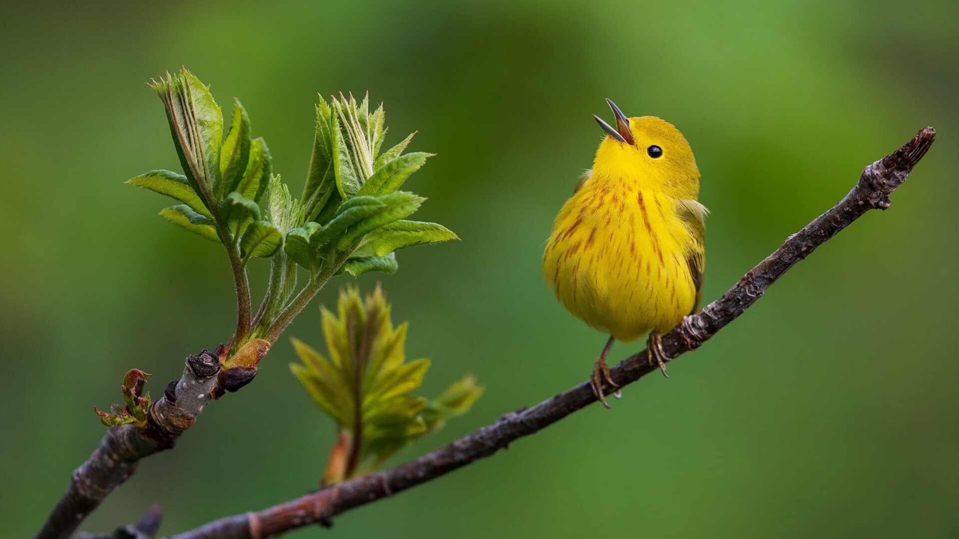 乔治·巴尔:全黑队防线的重要一员,稳定发挥是球队获胜的关键