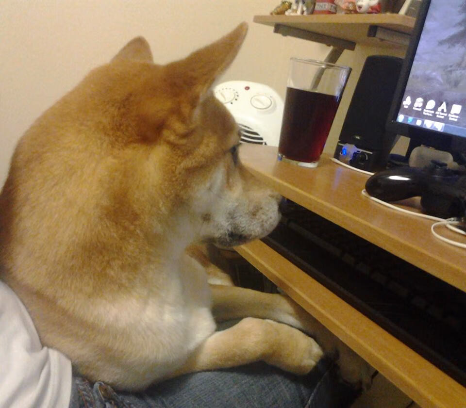 南非橄榄球的新战略布局,未来可期,南非橄榄球决赛飞机飞过