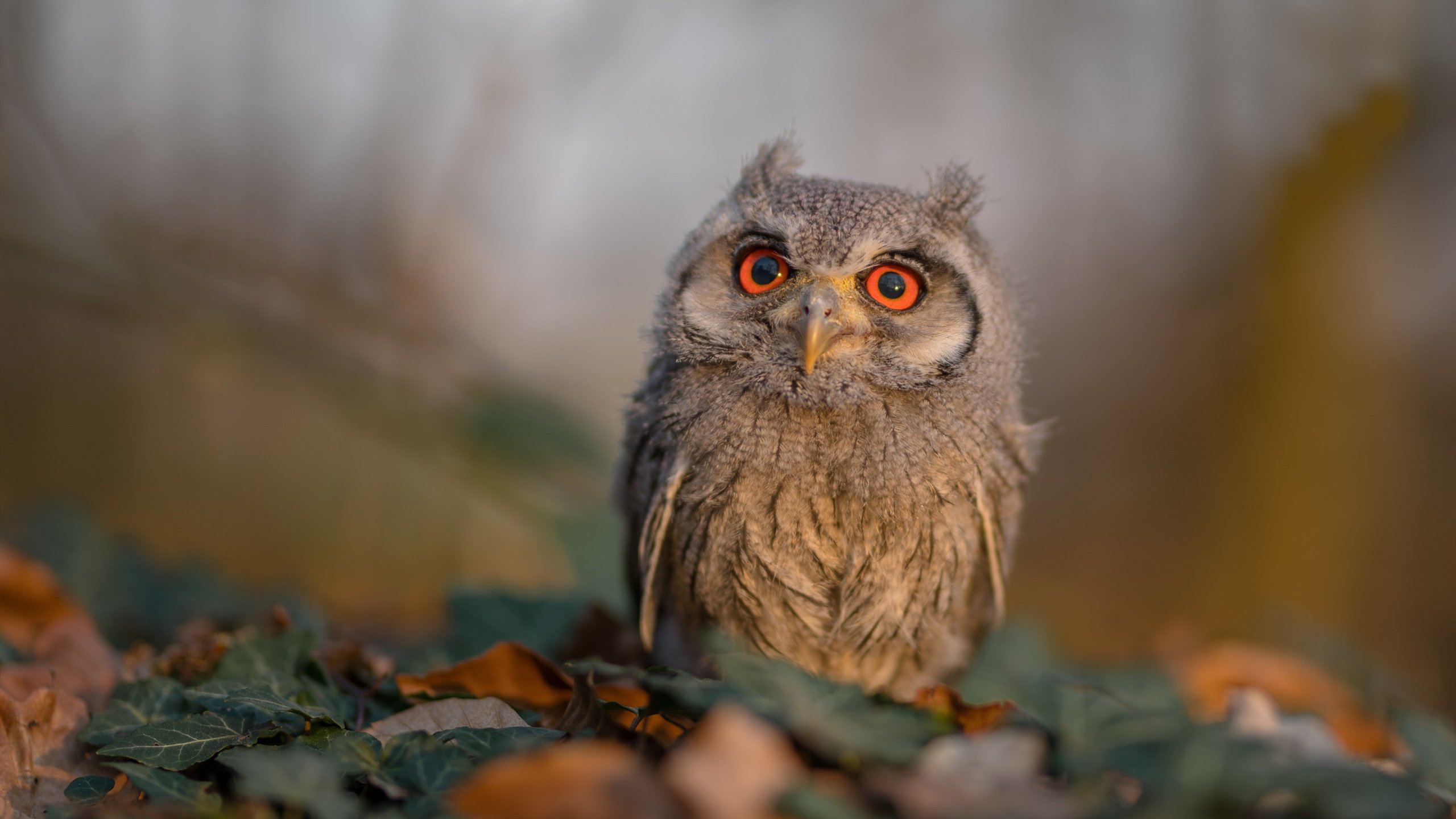 国际马拉松赛事报名最新情况,国际马拉松赛跑赛程