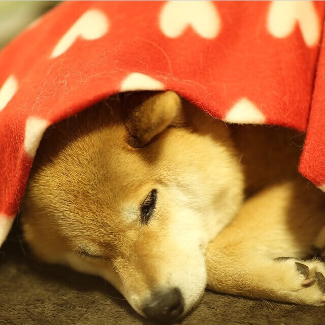 巴勒斯坦男篮在西亚锦标赛中奋勇争冠,追梦未来