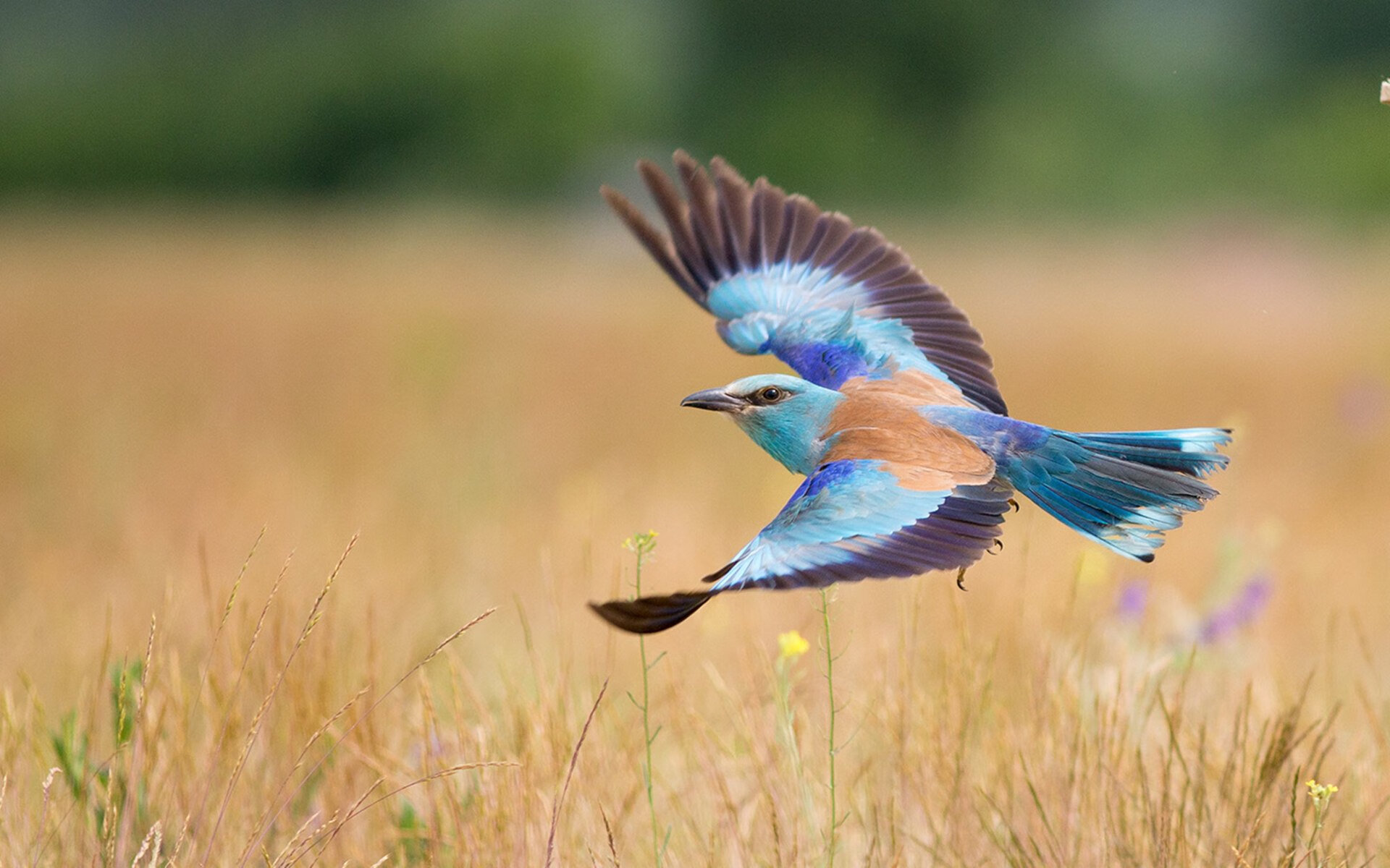 张雨霏混合泳表现稳定提升,张雨霏混合泳采访